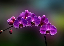 Orchidea, Różowa