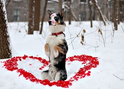 Serce, Miłość, Walentynki, Pies, Owczarek australijski-australian shepherd