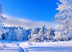Zimowy, Krajobraz