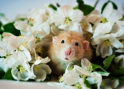 Szczur, Białe, Kwiaty, Jaśmin