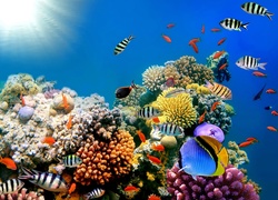 Rafa Koralowa, Głębiny Morskie, Ryby, Kolorowe