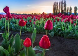 Tulipany, Plantacja, Drzewa