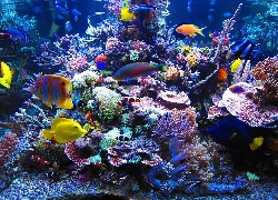 Rafa, Koralowa, Ryby, Kolorowe