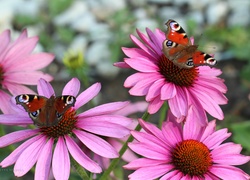 Motyle, Rusałka pawik, Kwiaty, Jeżówki