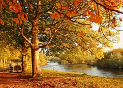 Jesień, Park, Rzeka