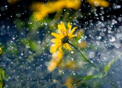 Żółty, Kwiat, Deszcz