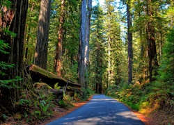 Las, Sekwoje, Droga, Paprocie, Park Narodowy Redwood, Kalifornia, Stany Zjednoczone