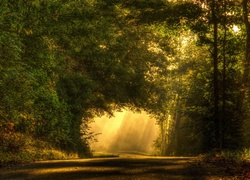 Droga, Drzewa, Przebijające Światło, Park