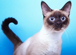 Kot syjamski, Niebieskie, Oczy
