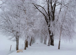 Drzewa, Droga, Psy, Śnieg
