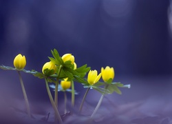 Żółte, Kwiatki, Makro
