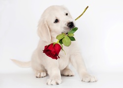 Pies, Szczeniak, Biały, Słodki, Róża