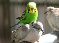 Papuga Falista, Ptaki
