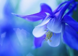 Makro, Niebieski, Kwiat, Orlik