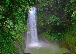 Wodospad, Drzewa, Dżungla