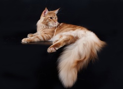 Kot, Maine, Coon