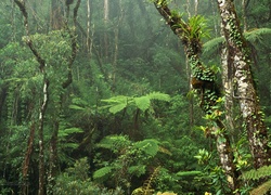 Las, Rośliny, Drzewa, Dżungla