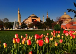 Meczet, Tulipany, Turcja