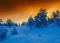 Zima, Chmury, Drzewa, Zachód, Słońca