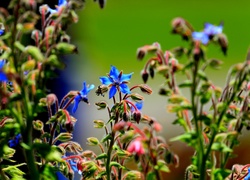 Niebieskie, Polne, Kwiatki, Makro