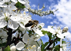 Kwitnące, Drzewo, Pszczoła, Wiosna