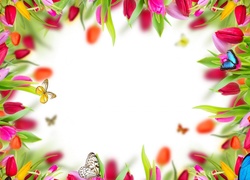 Kwiaty, Tulipany, Motyle