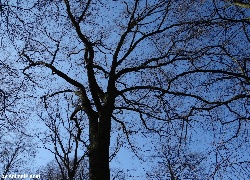 Drzewo, Gałęzie, Niebo