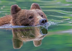 Niedźwiedź, Głowa, Woda