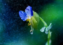 Niebieski, Kwiat, Makro, Krople, Deszcz
