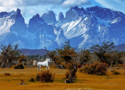 Biały, Koń, Góry, Krzewy