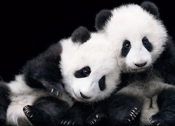 Dwa, Misie, Panda
