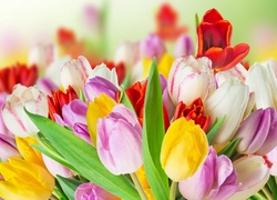 Tulipany, Kwiaty, Bukiet Kwiatów