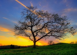 Drzewo, Zachód Słońca, Łąka