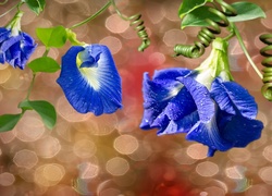 Kwiaty, Niebieski, Powój