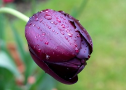 Tulipan, Krople, Deszczu