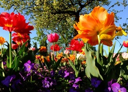 Kolorowe, Tulipany, Bratki, Kwitnące, Drzewo, Wiosna