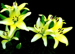 Kwiat, Lilia, Żółta, Zielone Pączki