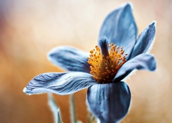 Niebieski, Kwiatek