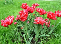 Wiosna, Łąka, Tulipany