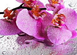 Różowa, Orchidea, Krople, Wody