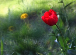 Czerwony, Tulipan, Kwiat, Bokeh