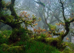 Anglia, Devon, Park Narodowy Dartmoor, Las, Drzewa, Mech, Jesień