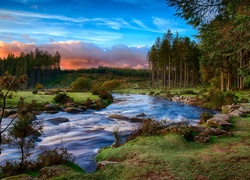 Anglia, Park Narodowy Dartmoor, Devon, Rzeka, Drzewa