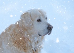 Golden Retriever, Pies, Śnieg, Zima