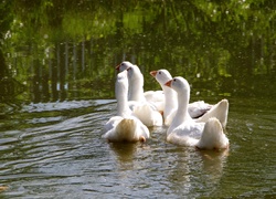 Staw, Gęsi