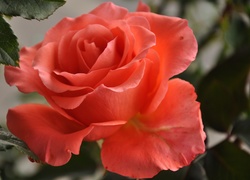Róża, Różowa