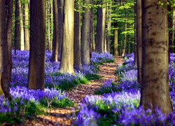 Las, Kwiaty, Ścieżka, Wiosna, Belgia