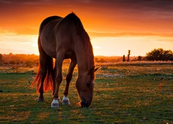 Koń, Łąka, Zachód Słońca