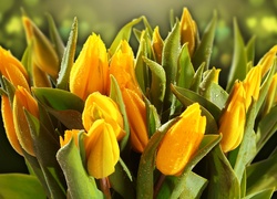Żółte, Tulipany, Krople, Wody