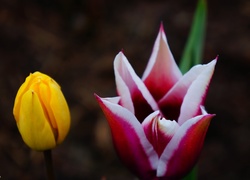 Kwiaty, Wiosenne, Tulipany
